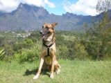 Reunion Island guesthouse accommodation - Saint-Joseph holiday hotel rooms
