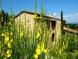 San Gimignano holiday apartments - Podere (Farmhouse) in Tuscany, Italy