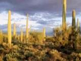 Arizona adobe house vacation rental - Tucson rental home in the Sonoran Desert