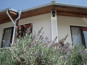 Lavender around cottage