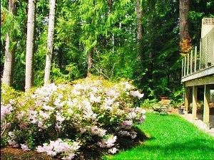 Enjoy the harmony of Deer Fern