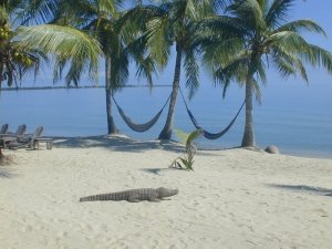 Green Parrot Beach -Wood Gator