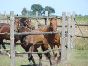 Horses are waiting for you