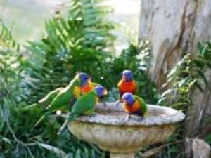 Parrots Rainbow Lorikeets