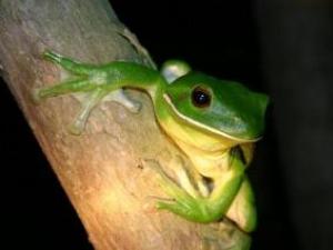 White Lip Tree frog