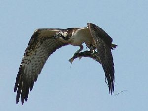 Osprey photographed by guest