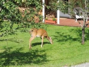 Deers are visitors to garden