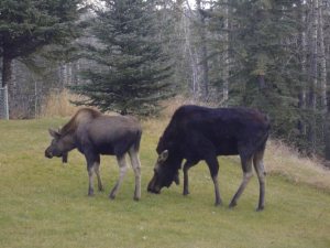 Moose will pass by