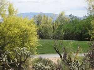 View from our patio in spring