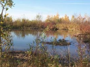 Beaver pond at the back