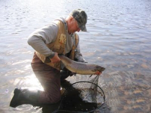 Wild Atlantic Salmon