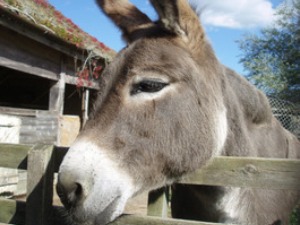 Bertie one of our donkeys