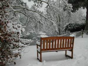 Garden in winter