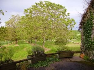 back garden and view behind