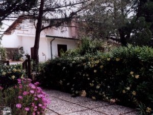 Garden (part of it)
