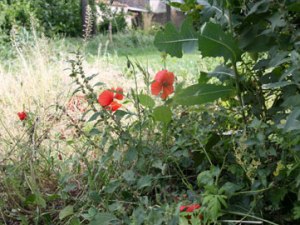 Flowers in the garden