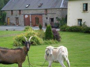 Two of our four goats