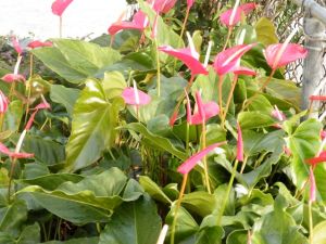 One acre of tropical treasures