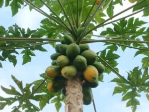 Breakfast couldn't be fresher