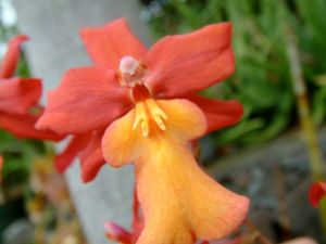 So many tropical treats