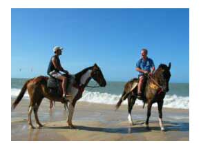 Horses on the beach