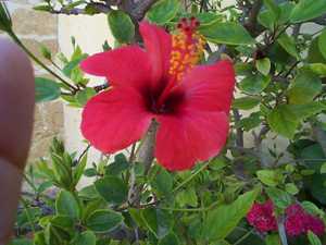 Beautiful flowers to admire