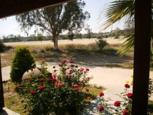 Beautiful rose garden