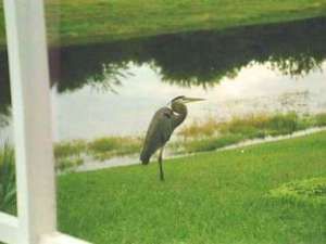 View wildlife from the window