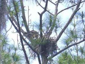 An eagle nesting nearby