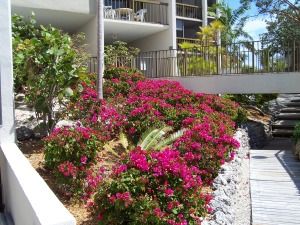 Moon Bay - Flowers all year.