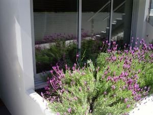 Flowers in front of apartment