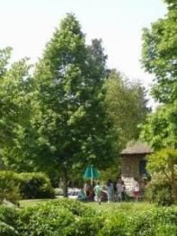 Lots of indigenous trees