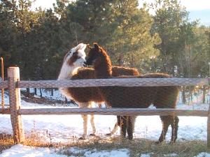 Tony Llama and Dolly Llama