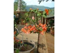 Lovely flowers are on deck