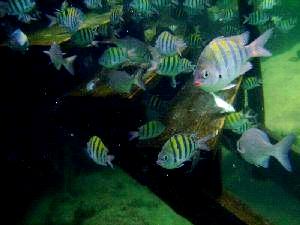 The fish are waiting for you