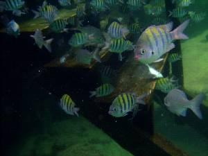 The fish are waiting for you!