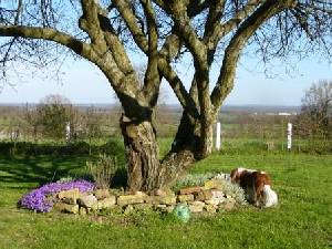 Springtime in the garden