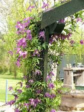 Clematis archway to cottage