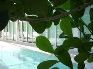Pool behind sea grapes