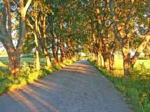 Walking road to Beach