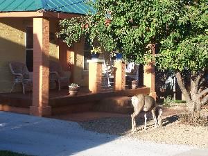 Rosita's Bungalow-Deer