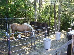 Pet Friendly Cottage