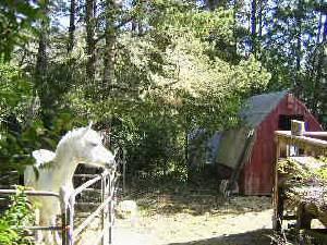 Horses for you to ride