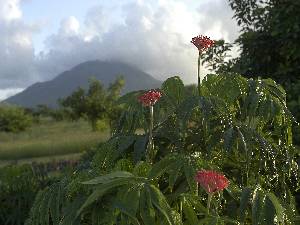 fan jatrophas and Mt Nevis
