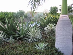 Three kinds of agave