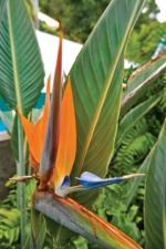 Garden Bird of Paradise