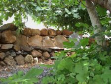 stillness, shade under figtree