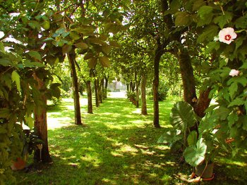 Stroll through the lush garden