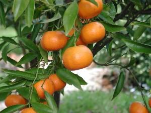 orange tree in garden