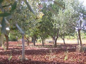 Olive trees